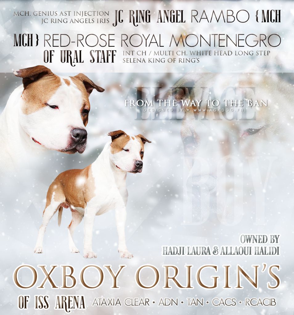 Oxboy origin's Of Iss Arena