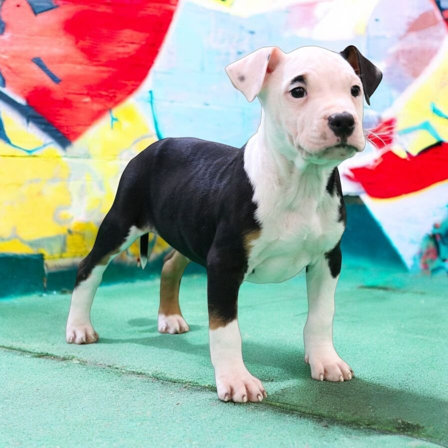 Of Iss Arena - Chiot disponible  - American Staffordshire Terrier