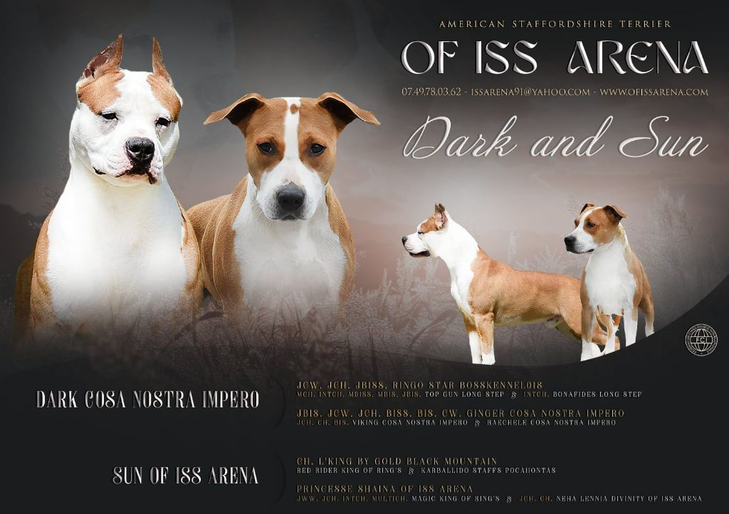 chiot American Staffordshire Terrier Of Iss Arena