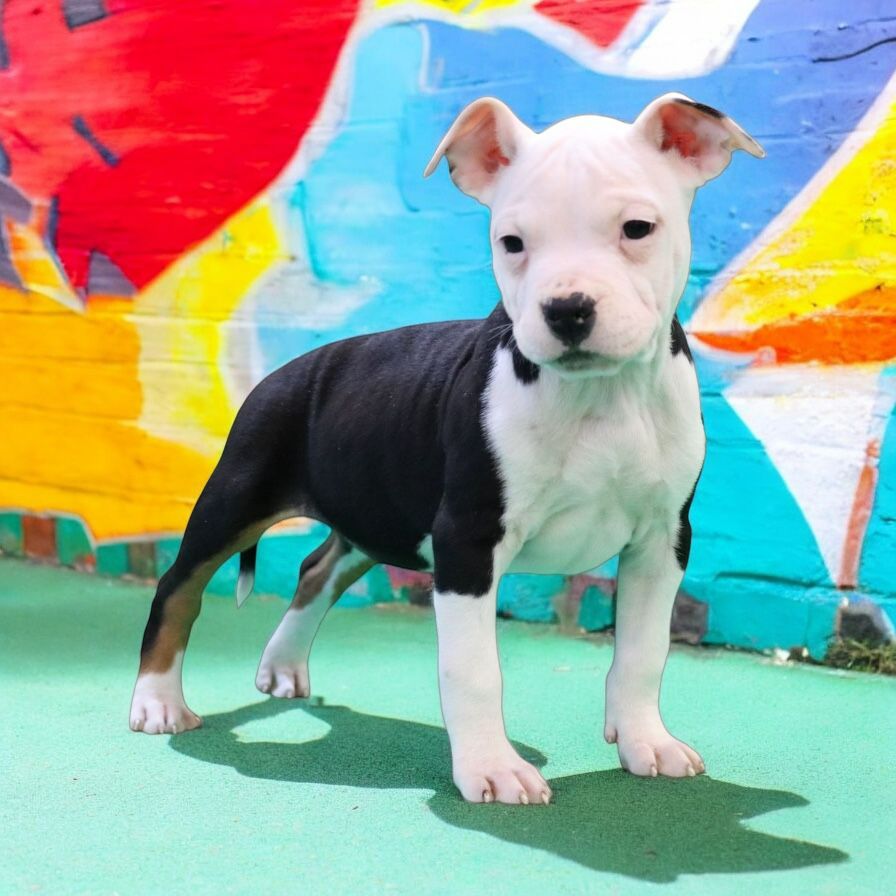 Of Iss Arena - Chiot disponible  - American Staffordshire Terrier