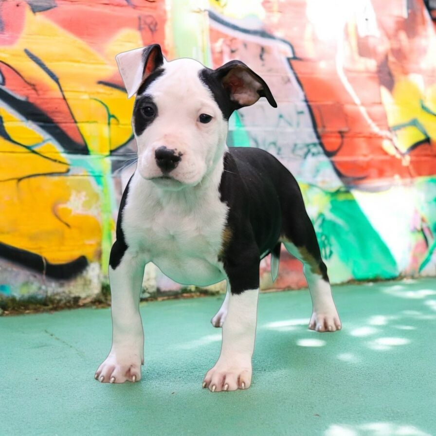 Of Iss Arena - Chiot disponible  - American Staffordshire Terrier